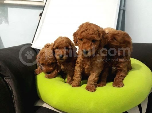 Toy Poodle Yavrular