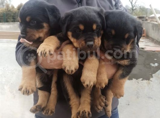 Rottweiler Yavrular görsel