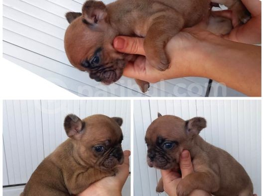 French Bulldog Bebekler görsel