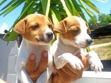 Jack Russell Yavrular