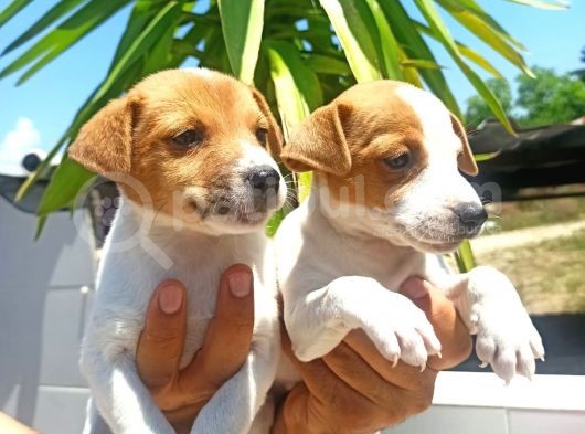 Jack Russell Yavrular görsel