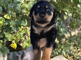 Rottweiler Yavrular