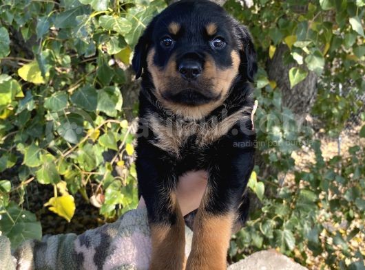 Rottweiler Yavrular görsel