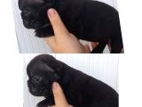 French Bulldog Bebekler