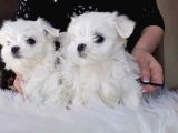 Mini Boy Maltese Yavrular