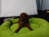 Toy Poodle Yavrular