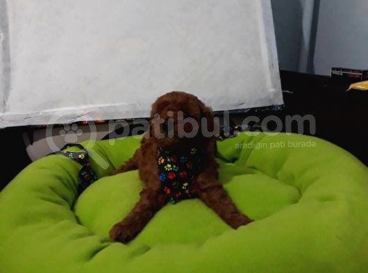 Toy Poodle Yavrular görsel