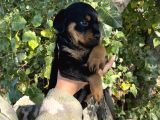 Rottweiler Yavrular