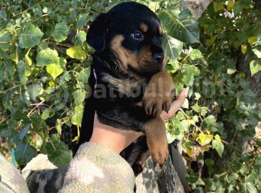 Rottweiler Yavrular