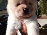 Chow Chow-Çin Aslanı Yavrular