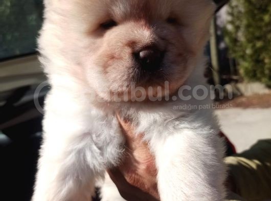 Chow Chow-Çin Aslanı Yavrular görsel