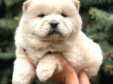 Orjinal Chow Chow