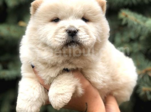 Orjinal Chow Chow