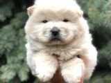 Minik Aslanlar Maltipoo
