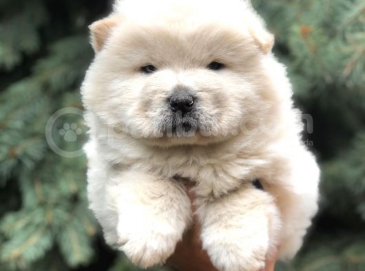 Minik Aslanlar Maltipoo