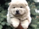 Minik Aslanlar Maltipoo