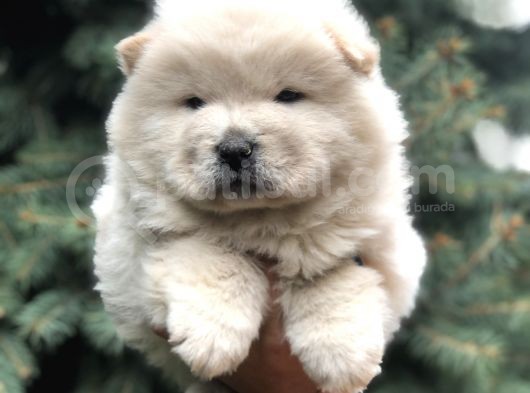 Minik Aslanlar Maltipoo görsel