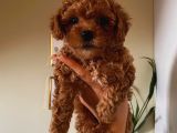 2 Aylık Dişi Toy Poodle Yavrumuz