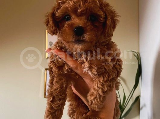 2 Aylık Dişi Toy Poodle Yavrumuz