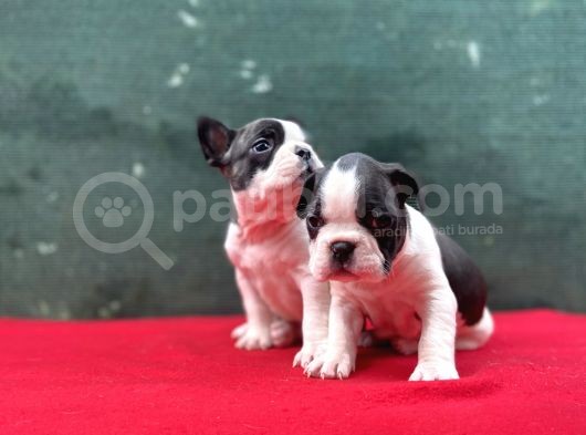 A Kalite French Buldog Yavrular görsel