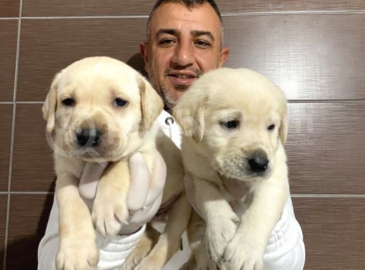 Mükemmel Kalitede Labrador Yavruları görsel