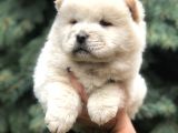 Orjinal Chow Chow