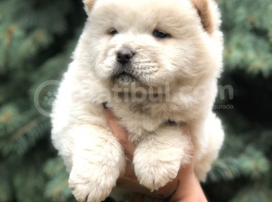 Orjinal Chow Chow görsel