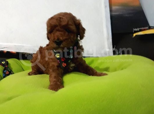Toy Poodle Yavrular görsel