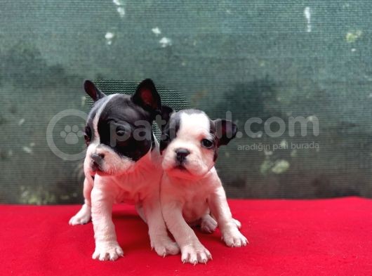 A Kalite French Buldog Yavrular