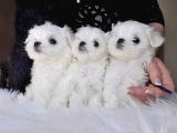 Mini Boy Maltese Yavrular