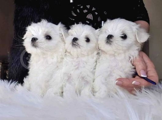 Mini Boy Maltese Yavrular görsel