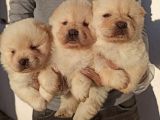 Chow Chow-Çin Aslanı Yavrular