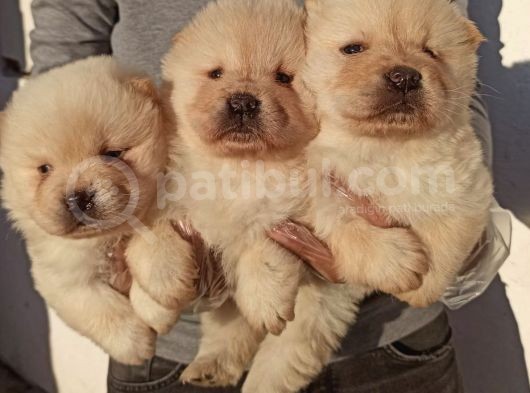 Chow Chow-Çin Aslanı Yavrular
