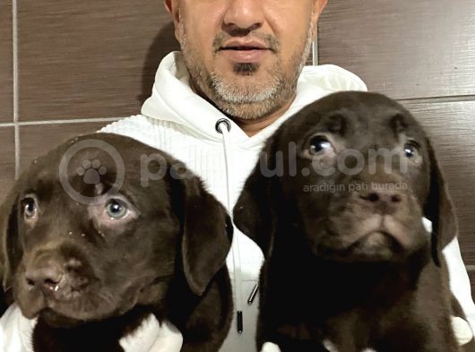 Mükemmel Kalitede Labrador Yavruları görsel