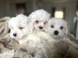 Tüy Dökmeyen Maltese Mini Yavrular