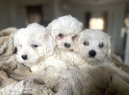 Tüy Dökmeyen Maltese Mini Yavrular görsel