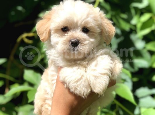 Babyface Maltıpoo görsel