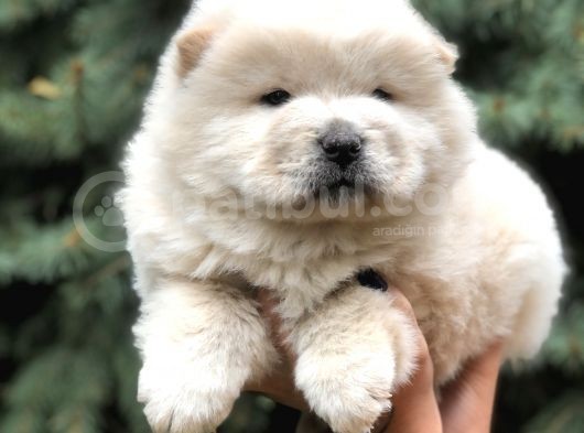 Minik Aslanlar Maltipoo görsel