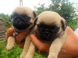 Yavru Pug