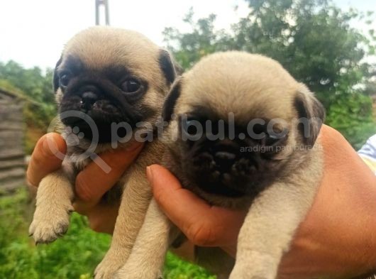 Yavru Pug