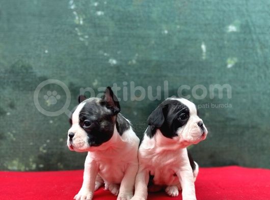 A Kalite French Buldog Yavrular görsel