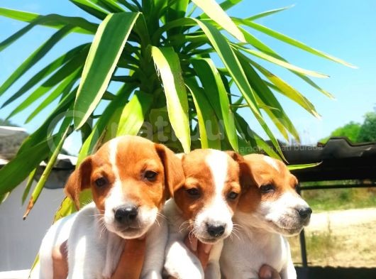 Jack Russell Yavrular
