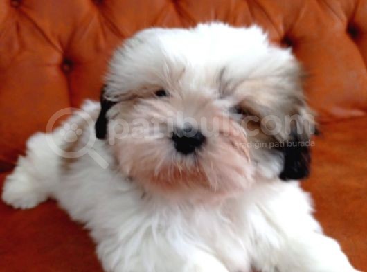 Shih Tzu Bebekler