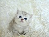 ++ Kali̇tede Si̇lver Ns24 Bri̇ti̇sh Shorthai̇r