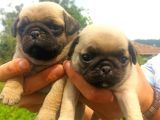 Yavru Pug