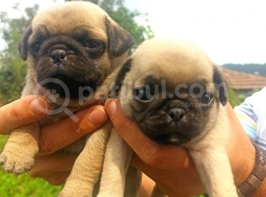 Yavru Pug görsel