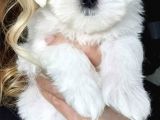 Mini Boy Maltese Yavrular