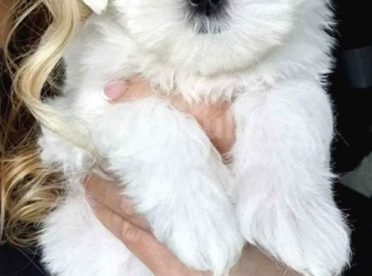 Mini Boy Maltese Yavrular görsel