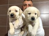 Mükemmel Kalitede Labrador Yavruları