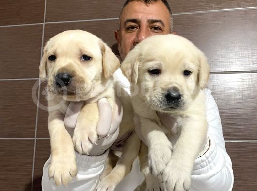 Mükemmel Kalitede Labrador Yavruları görsel